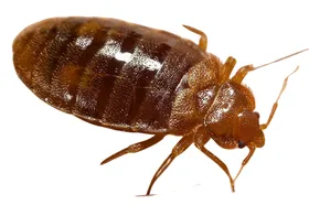 Bed Bug Exterminator Riverside
