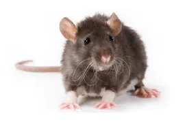 Rat Exterminator Riverside