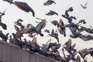 Pigeon Control Riverside