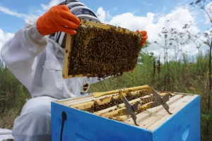 beekeeper holding wooden beehive with colony of bees